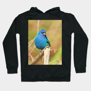 Indigo Bunting 2022 Hoodie